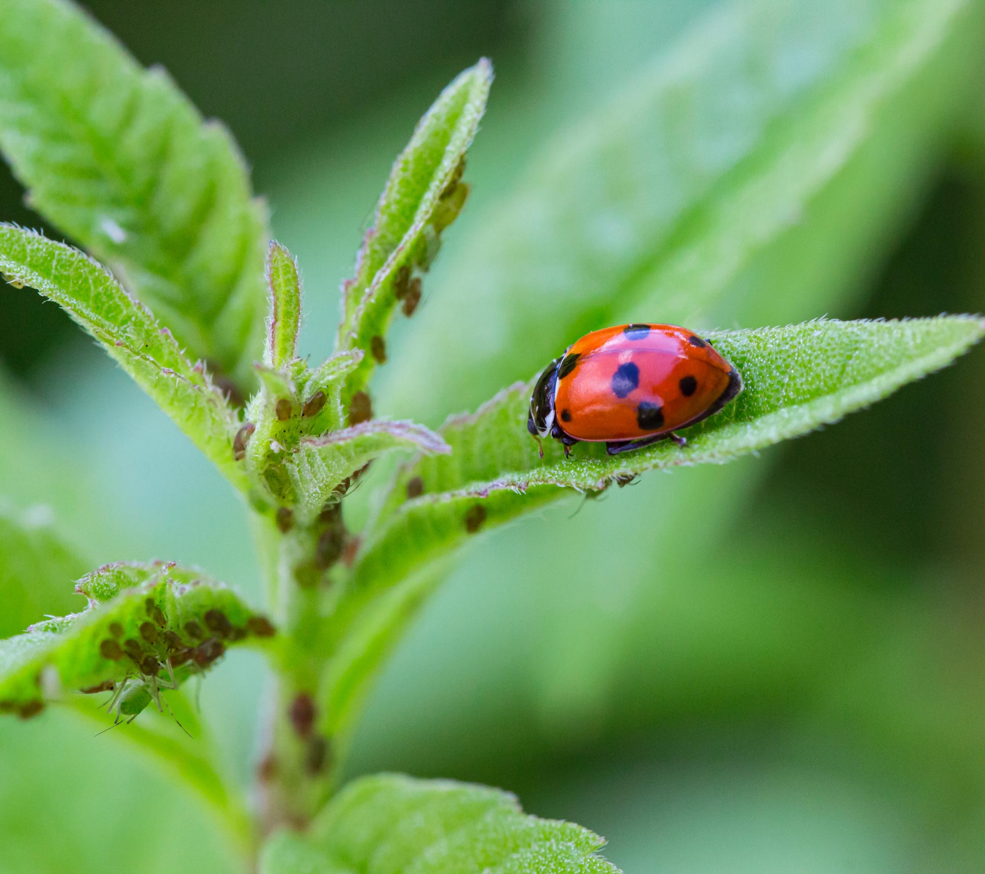 Organic Defense: Mastering Aphid Control in Your Garden - Perennial ...